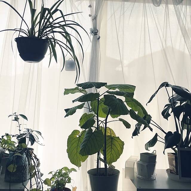 【今週の〇〇】テーマは「植物のある暮らし」！最新の投稿写真をピックアップ