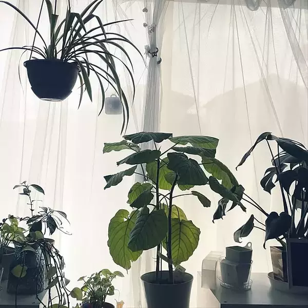 「【今週の〇〇】テーマは「植物のある暮らし」！最新の投稿写真をピックアップ」の画像