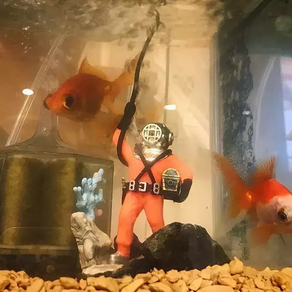 「水の中の世界を楽しんでみませんか？水槽のある暮らしを楽しむアイディア」の画像