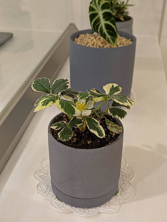 「幸せな時間を共有する、コモンズのようなオープンキッチン」 by non_ko..さん