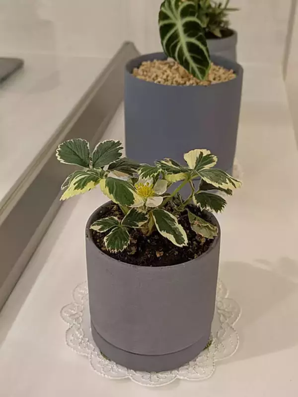 「「幸せな時間を共有する、コモンズのようなオープンキッチン」 by non_ko..さん」の画像