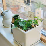 「初心者さんにもベテランさんにもうれしい品ぞろえ♪ニトリのガーデニングアイテム」の画像3