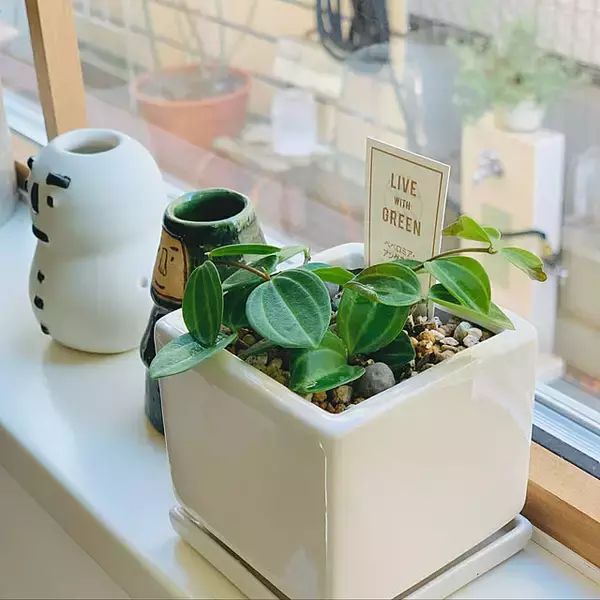 「初心者さんにもベテランさんにもうれしい品ぞろえ♪ニトリのガーデニングアイテム」の画像