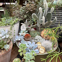 【今週の〇〇】テーマは「植物のある暮らし」！最新の投稿写真をピックアップ