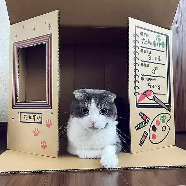 「身近な資材で暮らしを彩る！ダンボールの賢い再利用方法6選」の画像