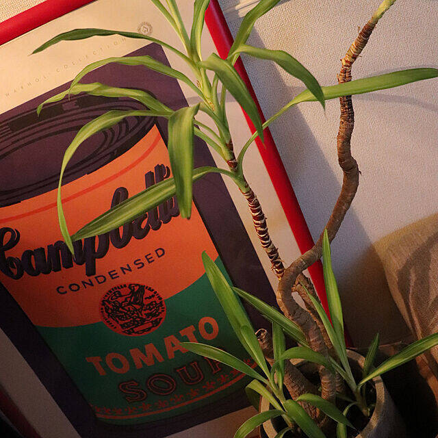 「34m2。照明とアートと植物に癒される、帰りたい我が家のつくり方」 by usk_ttmさん