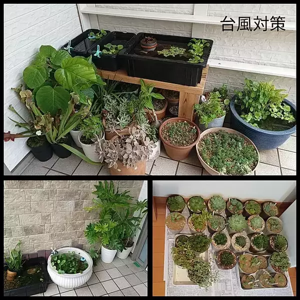 「家族と暮らしをしっかり守る！いざという時に慌てない台風・豪雨対策6選」の画像