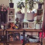 「【今週の〇〇】テーマは「植物のある暮らし」！最新の投稿写真をピックアップ」の画像5