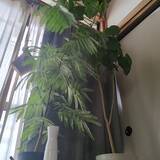 「【今週の〇〇】テーマは「植物のある暮らし」！最新の投稿写真をピックアップ」の画像6