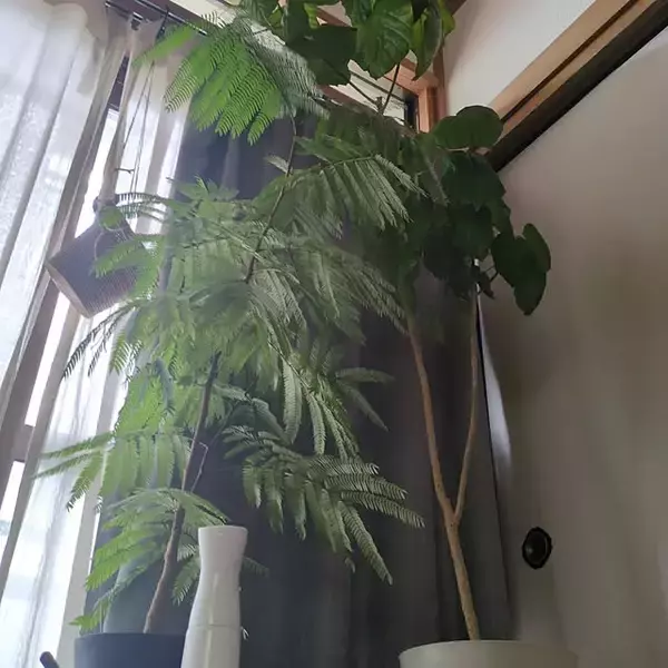 「【今週の〇〇】テーマは「植物のある暮らし」！最新の投稿写真をピックアップ」の画像