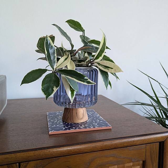 「広く大きな窓のある、ミッドセンチュリー×インダストリアルな住まい」 by okayuさん