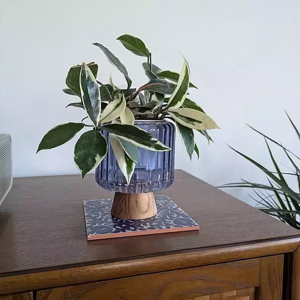 「「広く大きな窓のある、ミッドセンチュリー×インダストリアルな住まい」 by okayuさん」の画像