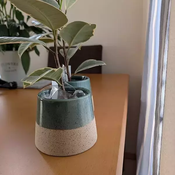 「【みんなが選んだ！】置くだけでグリーンが映える！Standard Productsの植木鉢4選」の画像