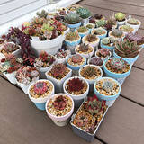 「「花と緑のある暮らしがもっと楽しくなる、素焼きの鉢リメイク」 by unichanさん」の画像5