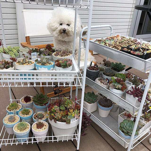 「花と緑のある暮らしがもっと楽しくなる、素焼きの鉢リメイク」 by unichanさん