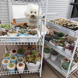 「「花と緑のある暮らしがもっと楽しくなる、素焼きの鉢リメイク」 by unichanさん」の画像7