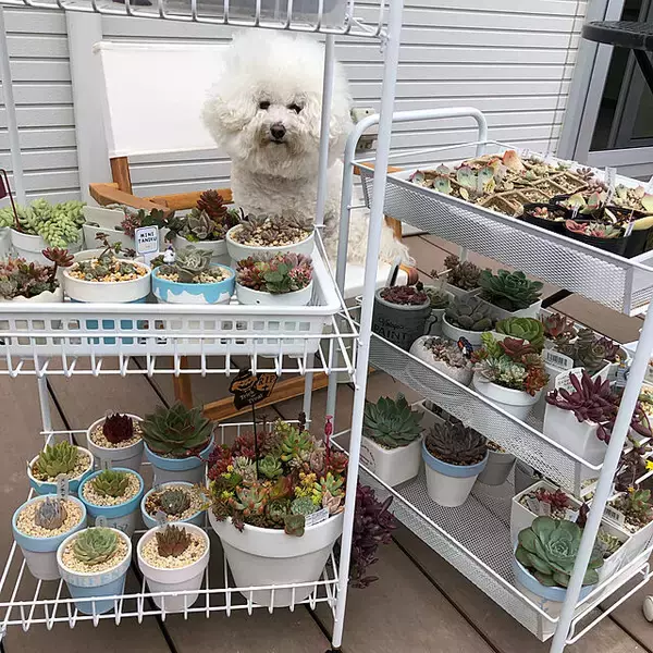 「「花と緑のある暮らしがもっと楽しくなる、素焼きの鉢リメイク」 by unichanさん」の画像