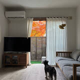 「「自分らしく育てて整える、古材とDIYのある暮らしのつくり方」 by moana_no_ieさん」の画像2