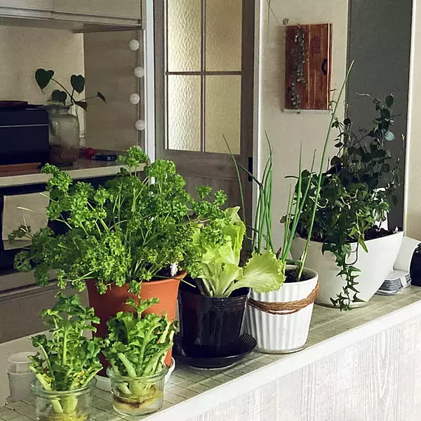 「頑張りすぎないから続けやすい！食費の節約テクニック」の画像