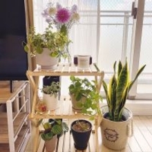 おうちでもアウトドアでもフレキシブルに使える☆コーナンラックの魅力と活用アイデア