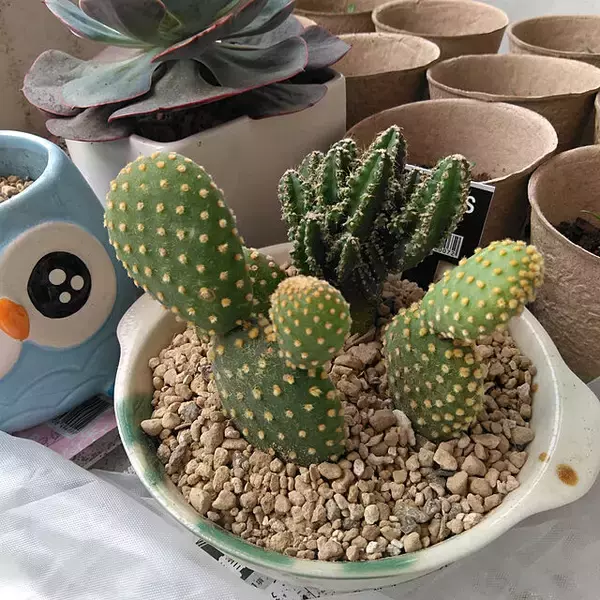 「鉢植えから肥料まですべてがそろう☆ダイソーのガーデニングアイテム」の画像