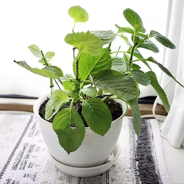 「鉢植えから肥料まですべてがそろう☆ダイソーのガーデニングアイテム」の画像