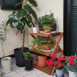 「植物で暮らしに安らぎを♪RoomClipショッピングのガーデニング用品」の画像1