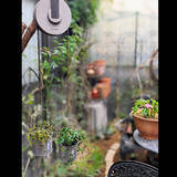 「植物で暮らしに安らぎを♪RoomClipショッピングのガーデニング用品」の画像10