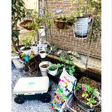 「植物で暮らしに安らぎを♪RoomClipショッピングのガーデニング用品」の画像8