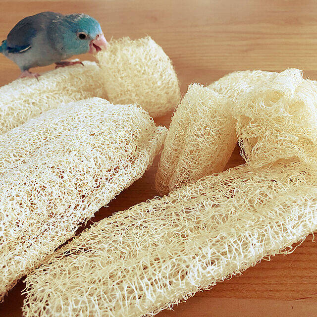 【エシカル協会・堀田さんに聞く】暮らしながらできる「エシカル」なことって何ですか？