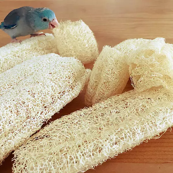 「【エシカル協会・堀田さんに聞く】暮らしながらできる「エシカル」なことって何ですか？」の画像