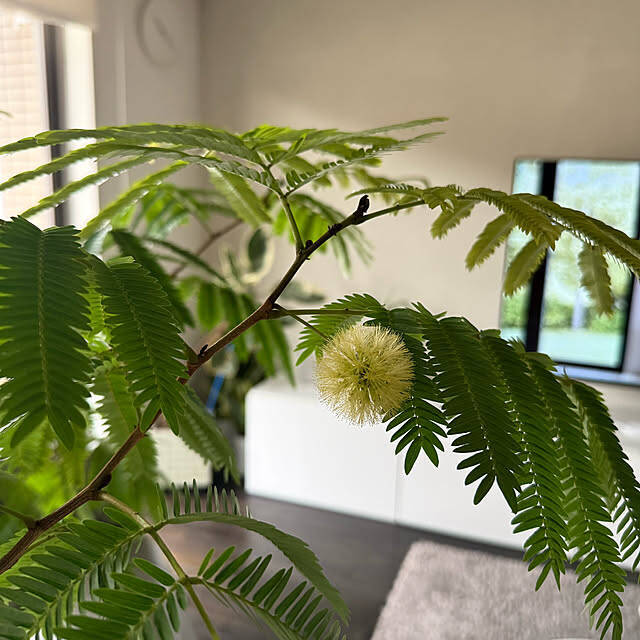 【今週の〇〇】テーマは「植物のある暮らし」！最新の投稿写真をピックアップ