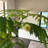 「【今週の〇〇】テーマは「植物のある暮らし」！最新の投稿写真をピックアップ」の画像3