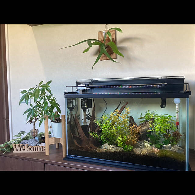 「植物×カフェ風の空間で、猫と魚たちと穏やかに暮らすインテリアと収納の工夫」 by ma.さん