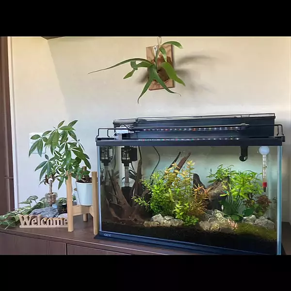 「「植物×カフェ風の空間で、猫と魚たちと穏やかに暮らすインテリアと収納の工夫」 by ma.さん」の画像