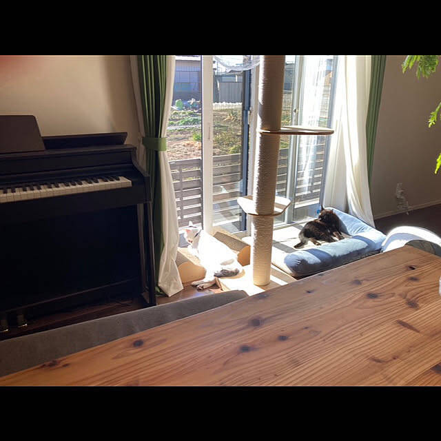 「植物×カフェ風の空間で、猫と魚たちと穏やかに暮らすインテリアと収納の工夫」 by ma.さん