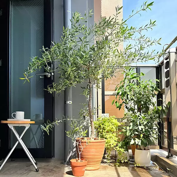 「【今週の〇〇】テーマは「植物のある暮らし」！最新の投稿写真をピックアップ」の画像