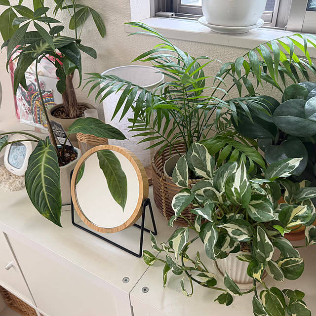 【今週の〇〇】テーマは「植物のある暮らし」！最新の投稿写真をピックアップ