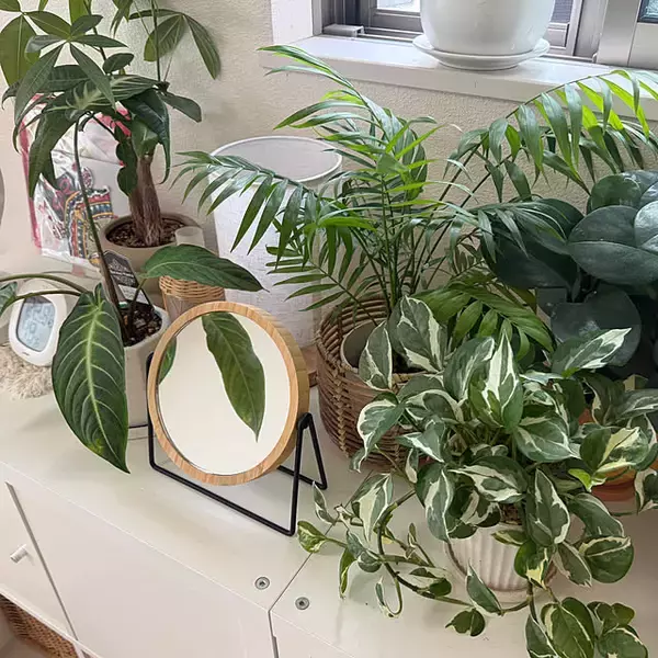 「【今週の〇〇】テーマは「植物のある暮らし」！最新の投稿写真をピックアップ」の画像