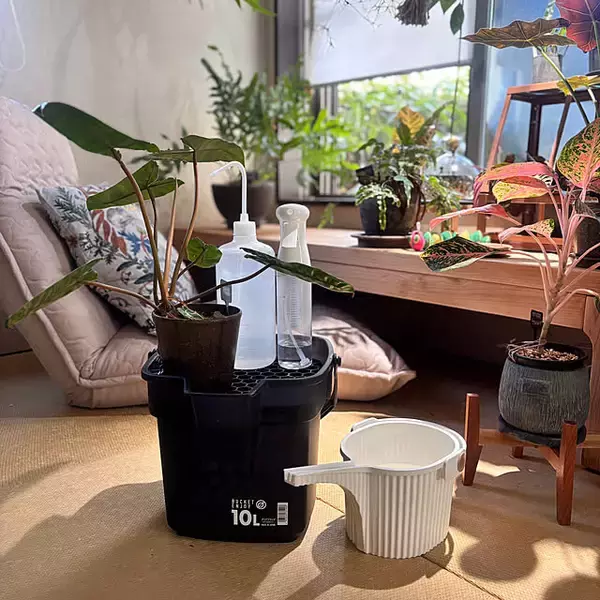 「【今週の〇〇】テーマは「植物のある暮らし」！最新の投稿写真をピックアップ」の画像