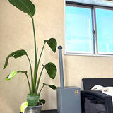 「【今週の〇〇】テーマは「植物のある暮らし」！最新の投稿写真をピックアップ」の画像5