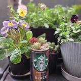 「【今週の〇〇】テーマは「植物のある暮らし」！最新の投稿写真をピックアップ」の画像6