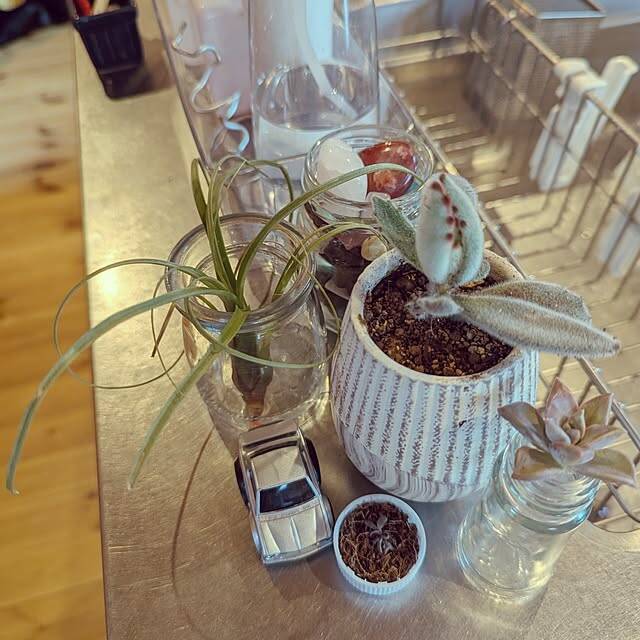 【今週の〇〇】テーマは「植物のある暮らし」！最新の投稿写真をピックアップ