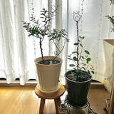 「【今週の〇〇】テーマは「植物のある暮らし」！最新の投稿写真をピックアップ」の画像5