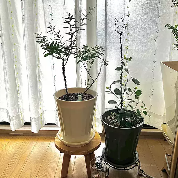 「【今週の〇〇】テーマは「植物のある暮らし」！最新の投稿写真をピックアップ」の画像