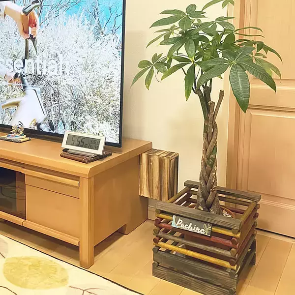 「【今週の〇〇】テーマは「植物」！最新の投稿写真をピックアップ」の画像