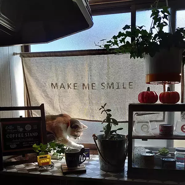 「窓にも目隠しにも使える！デザイン豊富なセリアのカフェカーテン」の画像