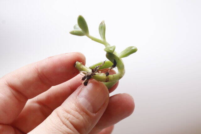 ダイソーのボールがいい仕事してくれます♡面倒な問題をまるっと解決できる神商品