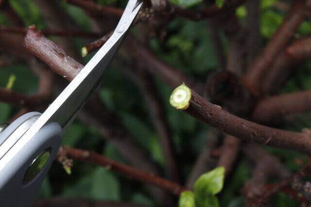 えっダイソーさん200円で良いの？！迷わず買っちゃった高コスパ商品