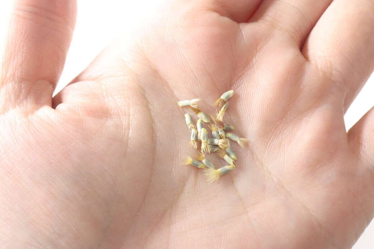 えっ食べられるの…？！気になりすぎて買うしかなかった100均の栽培キット